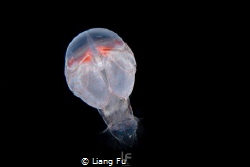 Amphipod from blackwater diving in Romblon by Liang Fu 